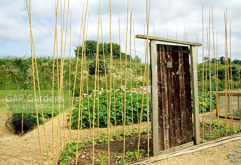 Vegetable garden in June with decorative old wooden door and bamboo canes - Weir House, Hants