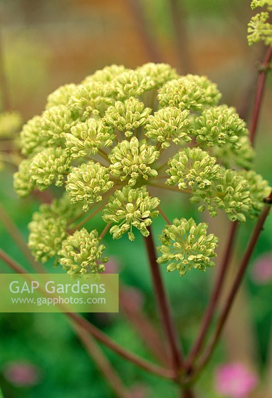 Angelica gigas 