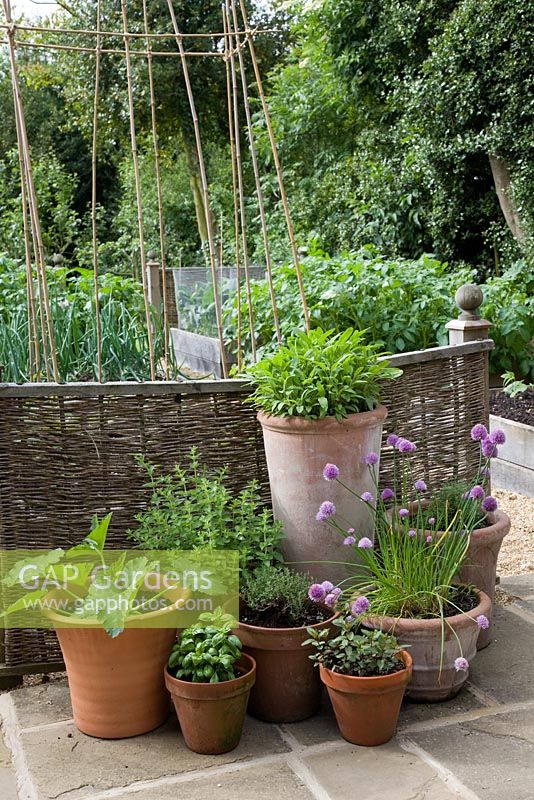 Terracotta pots with Courgette, Sage, Basil, Thyme, Chives and Mint by willow woven fencing in small vegetable garden