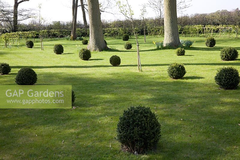 Buxus - Box balls planted as a grid in large lawned country garden