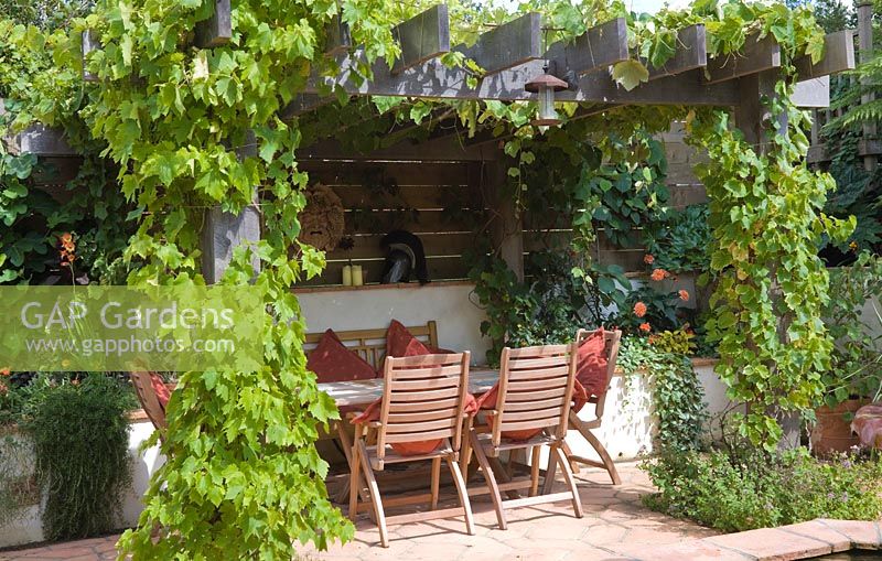 Vitis- Grape Vine on oak pergola, table and chairs in small urban garden with terracotta tiles