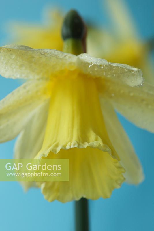 Narcissus x taitii - Daffodil  Div 13 species , April