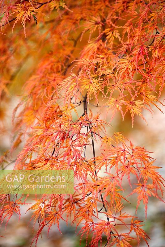 Acer palmatum 'Seiryu' - autumn foliage