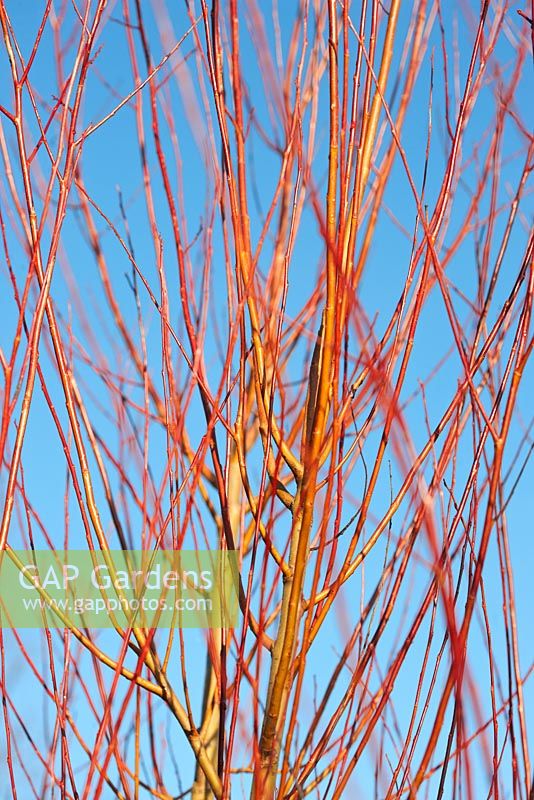 Salix irrorata - bare winter stems