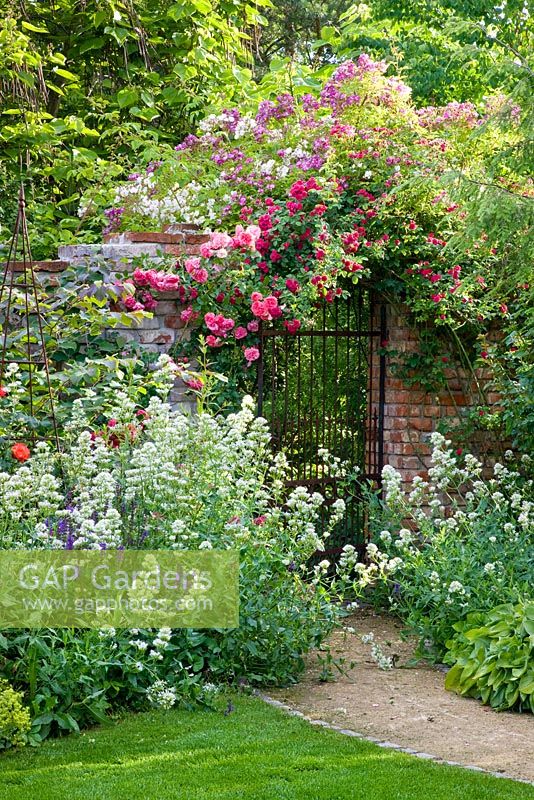 Pathway leading through perennials to a rose-covered brick wall with iron gate and brick wall with climbing Rosa 'Chevy Chase',  'Kiftsgate' - rambling Roses and R. 'Rosarium Uetersen' and  'Veilchenblau'. Catalpa bignonioides, Centranthus ruber 'Albus' and Salvia nemorosa in borders