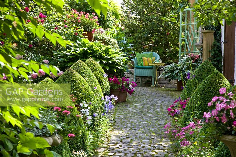 A granite paved patio with box cones that are underplanted with Campanula which leads to a turquoise wicker chair and Hosta in pots with border of clipped Buxus, Campanula persicifolia, Ilex aquifolium, Impatiens, Petunia and Verbena rigida in country garden 
