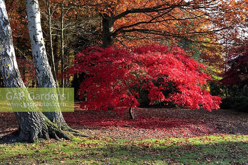 Acer palmatum 'Inazuma' showing brilliant scarlet autum colours - The Royal Landscape gardens Windsor