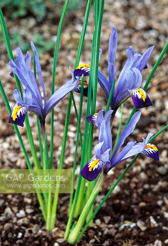 Iris bakeriana