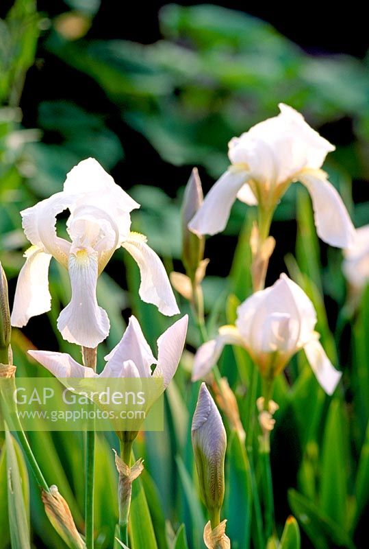 Iris germanica florentina