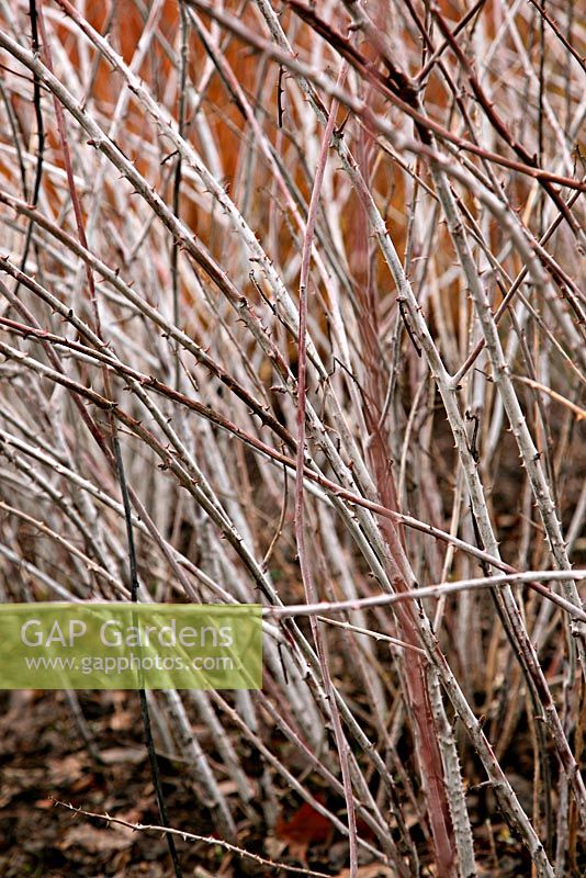 Rubus biflorus AGM - Stems in winter