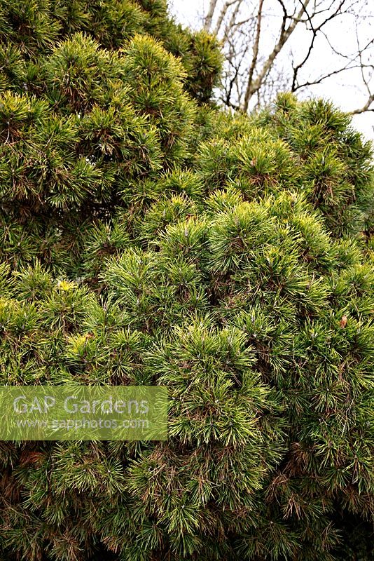 Pinus sylvestris 'Moseri' - Cultivar of Scots Pine