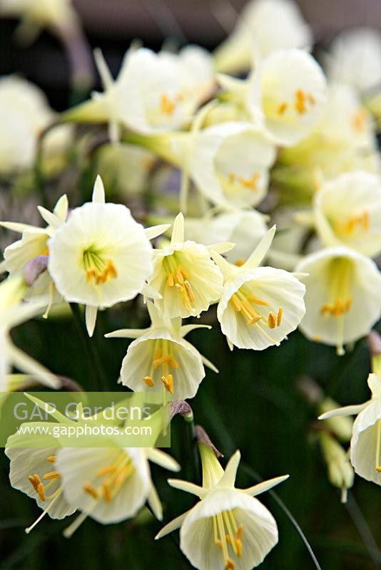 Narcissus romieuxii subsp. romieuxii
