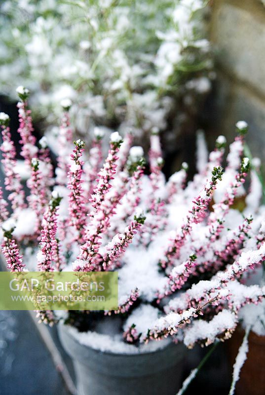 Calluna vulgaris 'Athene' with snow