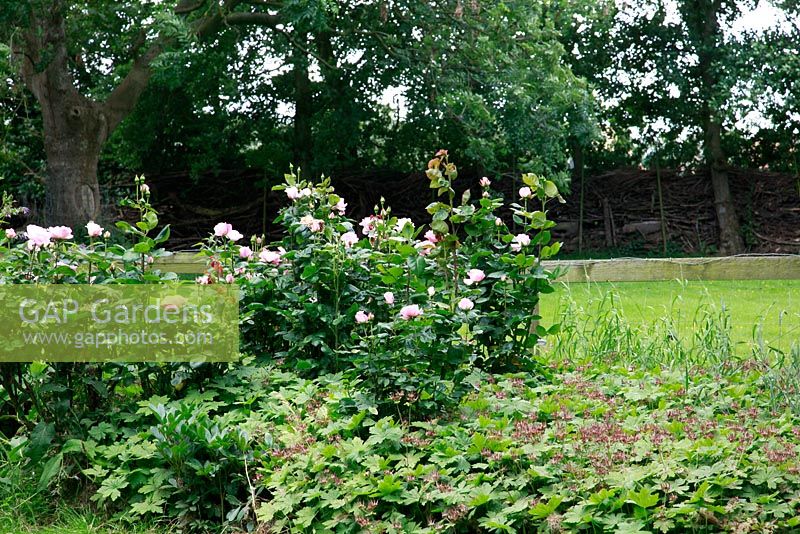 Rosa 'Nostalgia'. The garden of sculptor Mieke Holt at Wieringen, Holland