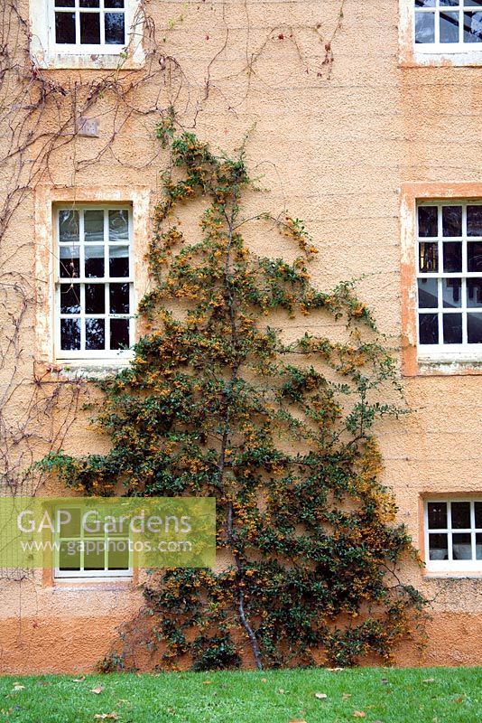 Pyracantha trained up the house - Old Allan grange, Munlochy, Ross-shire 