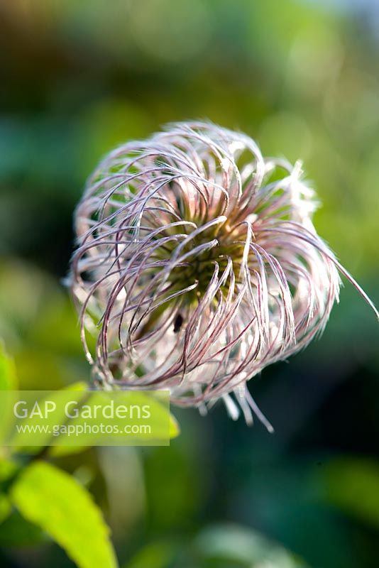 Clematis seedhead - Old Allan grange, Munlochy, Ross-shire 
