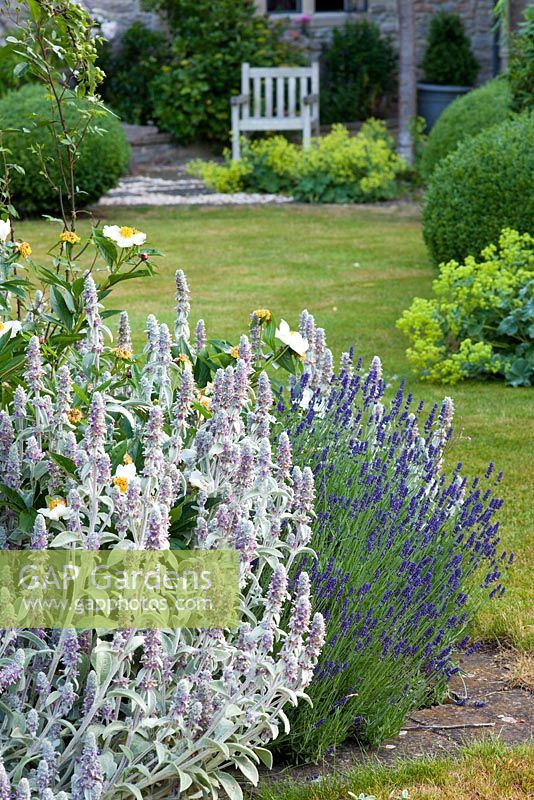 Stachys byzantina - Lambs Ears in summer borders - Rosalie Fiennes garden, Somerset