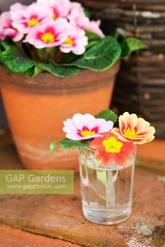 Small glass vase with primroses and Primrose 'Chrisma Pink' in terracotta pot in the background