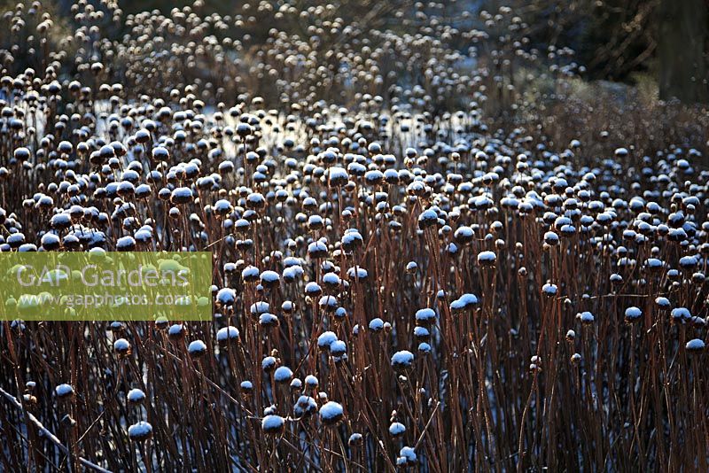 Snow covered seed heads of Monarda 'Gardenview Scarlet'