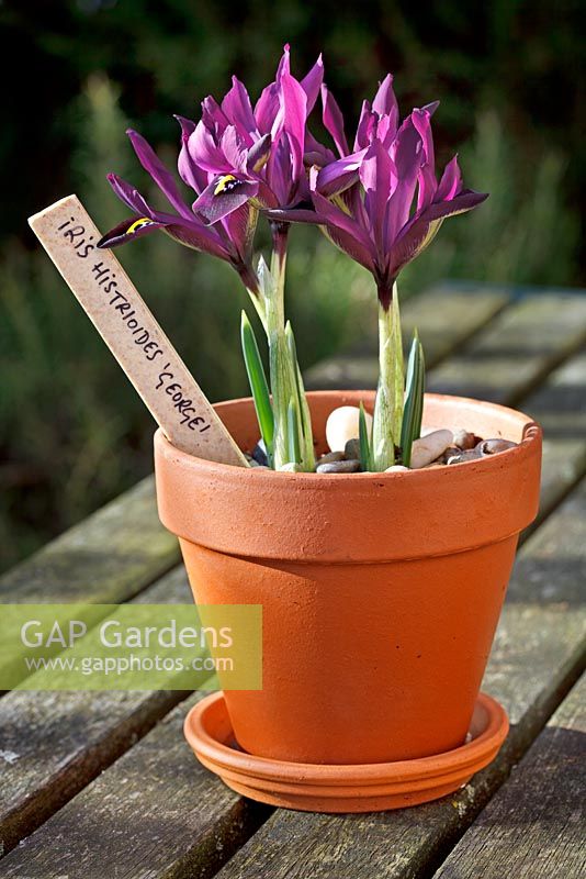 Terracotta pot of Dwarf Iris histrioides 'George' in early February