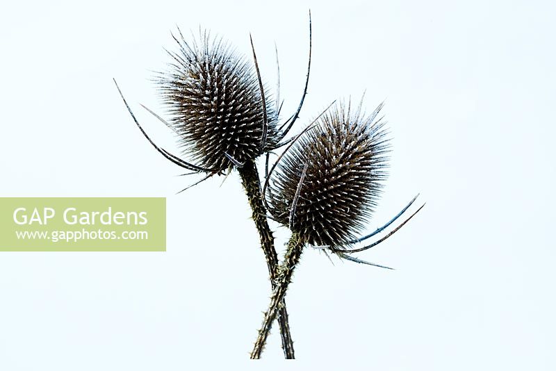 Dipsacus fullonum - Teasles with frost
