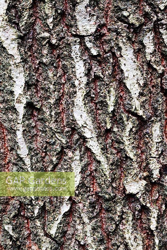 Quercus petraea bark