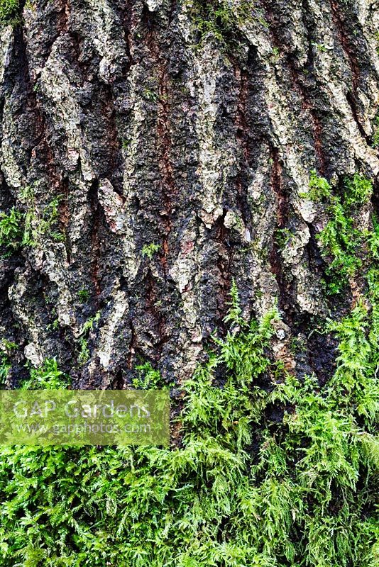 Quercus petraea bark with moss