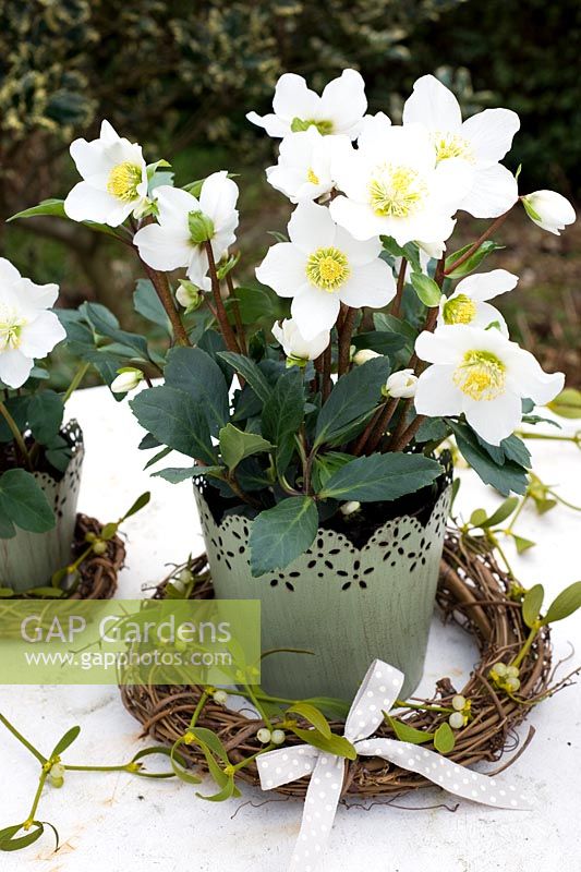 Helleborus niger - Christmas rose in decorative container with rustic wreath of mistletoe and bow