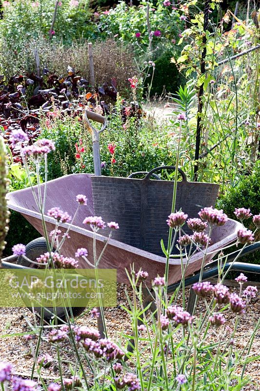 Wheelbarrow and tools in September garden