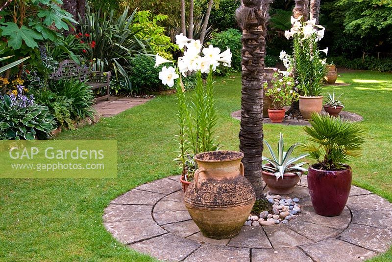 Pots clustered around the base of soaring Chusan palms, Trachycarpus fortunei, in the Sunken Garden, planted with Agaves and scented white lilies - Abbotsbury Subtropical Gardens, Abbotsbury, nr Weymouth, Dorset