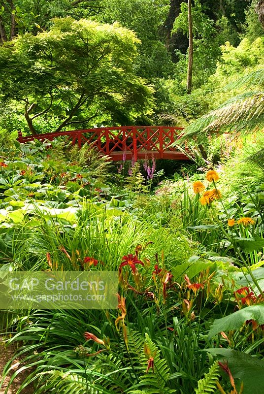 Stream with red Japanese bridge, surrounded by moisture loving plants including Ferns, Ligularias, Hemerocallis - Daylilies and Astilbes. Abbotsbury Subtropical Gardens, Abbotsbury, Dorset, UK
