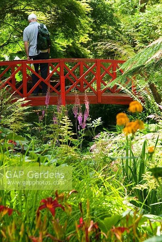 Visitor on red Japanese bridge, surrounded by moisture loving plants including Rodgersias, Hemerocallis - Daylilies, Astilbes and Ferns. Abbotsbury Subtropical Gardens, Dorset, UK 