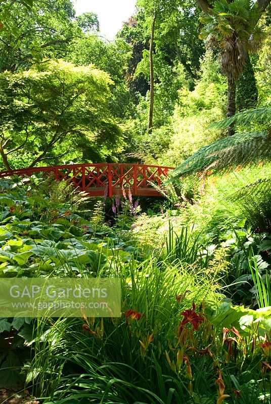Red Japanese bridge crossing the stream surrounded by moisture loving plants including Rodgersias, Hemerocallis - Daylilies, Astilbes and Ferns. Abbotsbury Subtropical Gardens, Dorset, UK 
 
