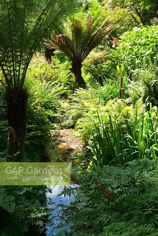 Stream surrounded by moisture loving plants including Ferns, Ligularias and Astilbes. Abbotsbury Subtropical Gardens, Dorset, UK
 