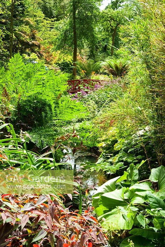 Stream with red Japanese bridge, surrounded by moisture loving plants including Persicaria 'Red Dragon', Ferns, Ligularias, Hemerocallis - Daylilies and Astilbes. Abbotsbury Subtropical Gardens, Dorset, UK
 