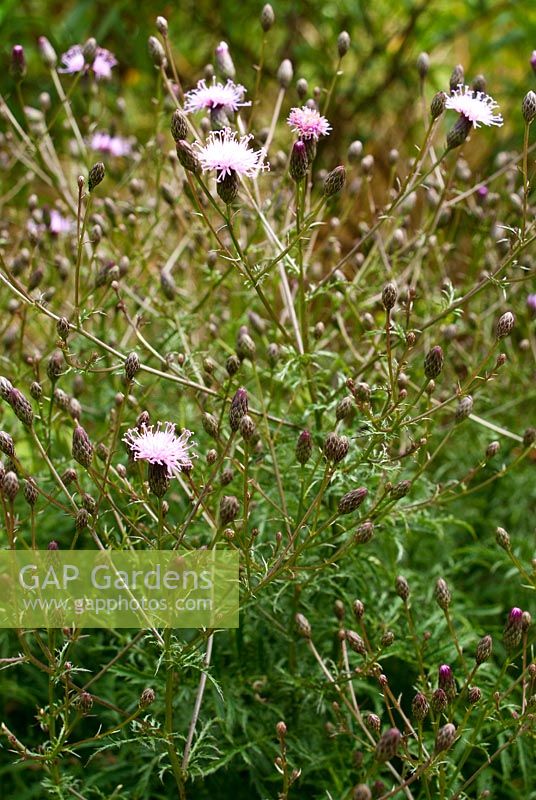 Serratula seoanei. RHS Garden Rosemoor, Great Torrington, Devon, UK