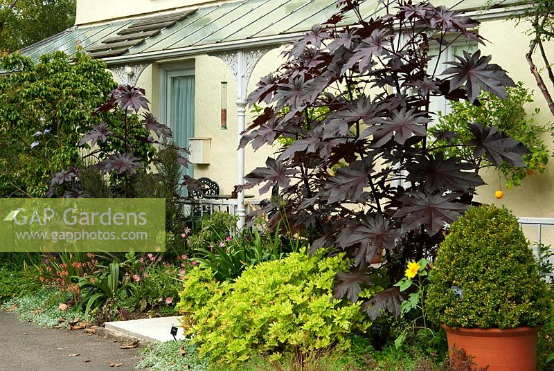 Ricinus communis 'New Zealand Purple' with clipped box, Arctotis and Pelargoniums - RHS Garden Rosemoor, Great Torrington, Devon, UK