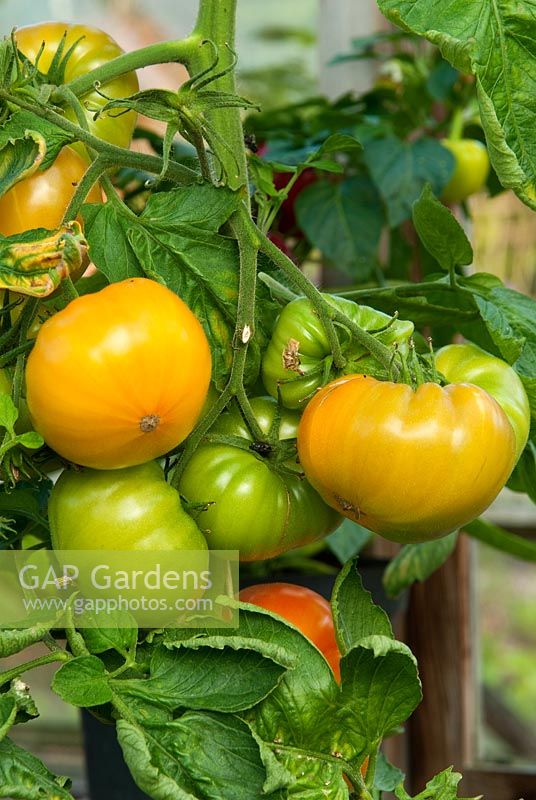 Tomato 'Pineapple' - RHS Garden Rosemoor, Great Torrington, Devon, UK