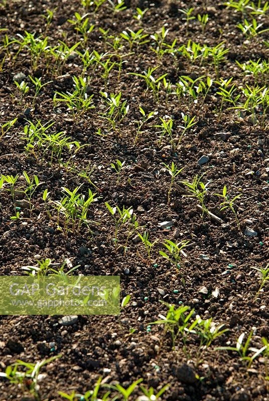 Vetches planted as a green manure - RHS Garden Rosemoor, Great Torrington, Devon, UK
