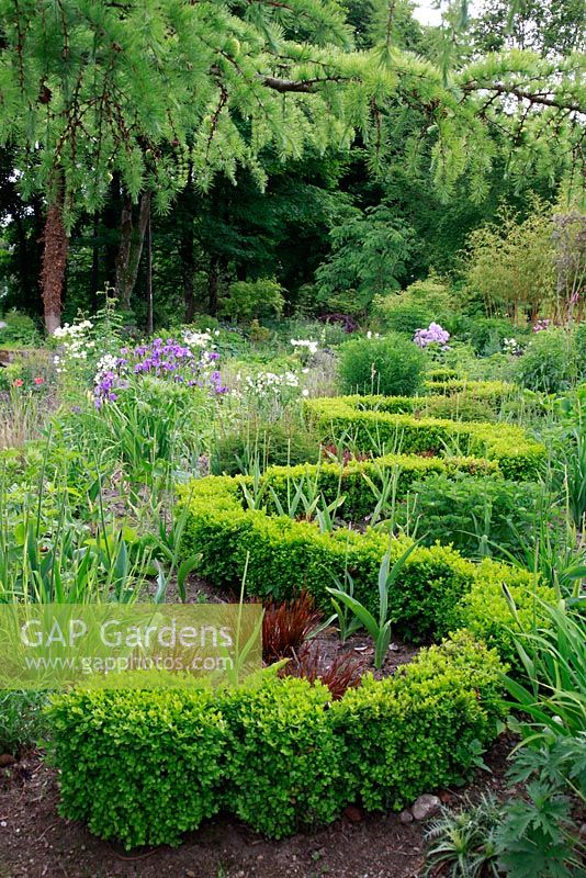 Aquilegia 'Irish Elegance' with wavy low Buxus - Box hedge in border - June Blake's garden and nursery Co. Wicklow, Ireland 
 