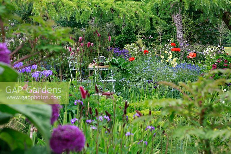 Iris 'Seamus O Brien' and Alliums in borders - June Blake's garden and nursery Co. Wicklow, Ireland 
