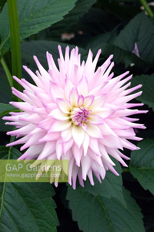 Dahlia. Under a seedling name-not yet released.