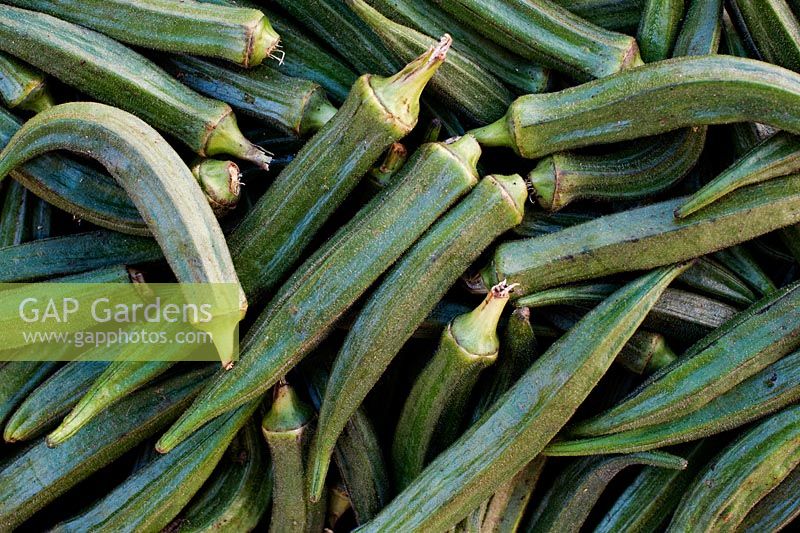 Abelmoschus esculentus -  Okra or Ladys Fingers. Indian vegetable