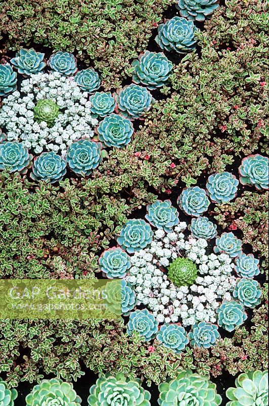 Mosaic pattern made of Sempervivum and other succulents. 'Time to go to Chelsea' - 2003 RHS Chelsea Flower Show.