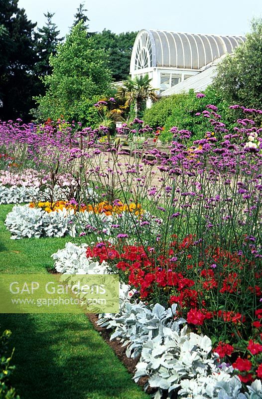 Colourful borders with Verbena bonariensis. The Loudon Terrace and back of glasshouse - Birmingham Botanic Garden, September