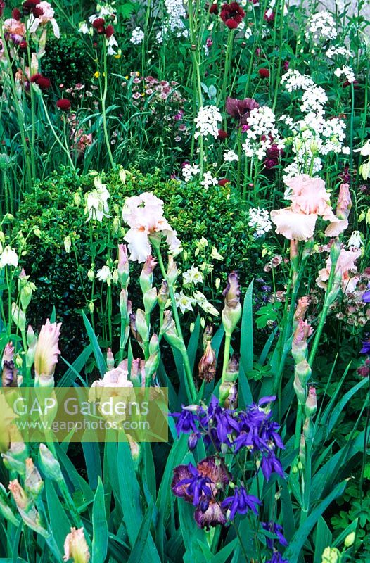 Irises with Aquilegia, Astrantia and night scented stock - The Laurent Perrier Garden, RHS Chelsea Flower Show, 2006
