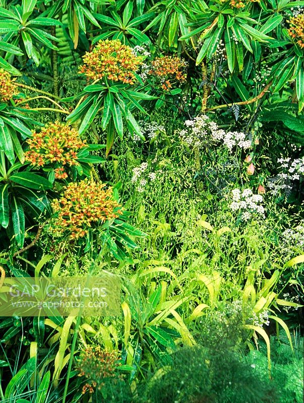 Euphorbia millifera, Anthriscus sylvestris 'Ravenswing' in 'Barnsley House Garden' -  RHS Chelsea Flower Show 2006. 
