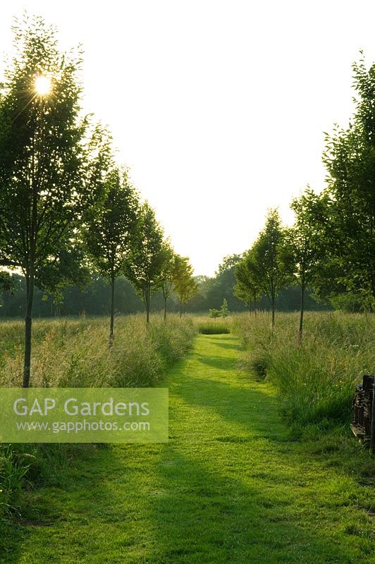 Mown grass path through meadow - High Hall, Suffolk