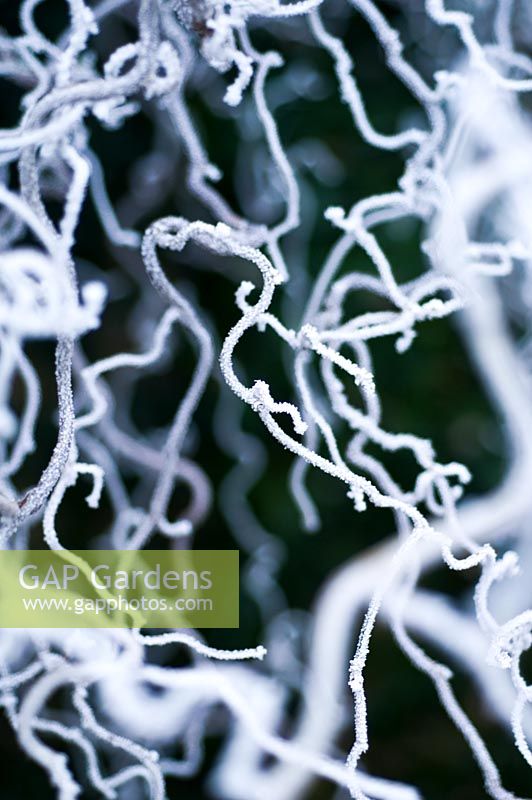Frosted plant - Bourton House Garden, Bourton-on-the-Hill, Moreton-in-Marsh, Gloucestershire 