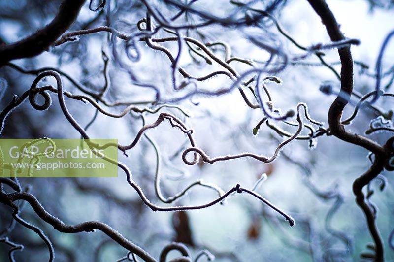 Frosted branches - Bourton House Garden, Bourton-on-the-Hill, Moreton-in-Marsh, Gloucestershire 